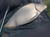 Carp - Lake Warali, Baja - Tóthpál István