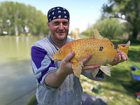 'Goldfish' :-) Koi carp - Lake Warali, Baja - Tóthpál István