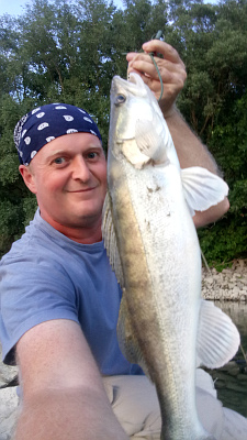 Tóthpál István - Last Fishie - A beautiful zander from Danube