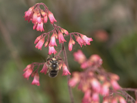 Working bee - www.tothpal.eu