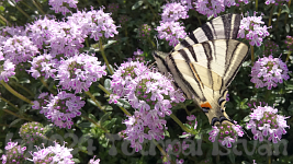 Kardoslepke - Scarce swallowtail - www.tothpal.eu