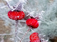 Winter - Rose hip - mobile photo - www.tothpal.eu