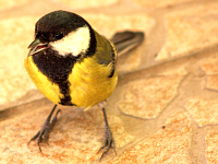 Széncinege - Great tit - www.tothpal.eu