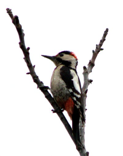 Harkály - Woodpecker - www.tothpal.eu